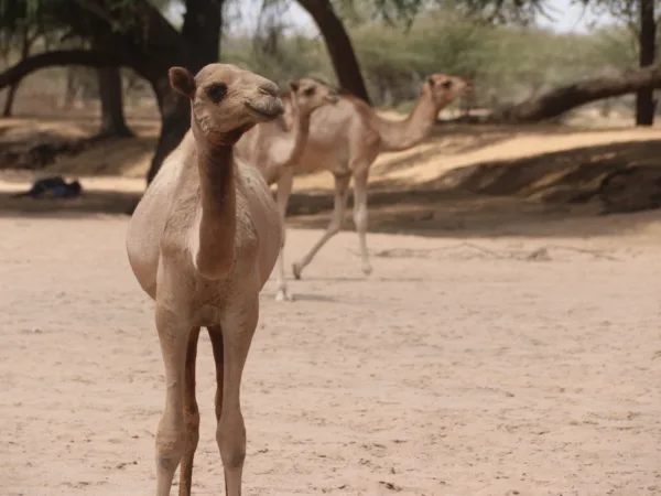 a small camel foal stands on dusty sandy ground, in the background two adult camels are walking