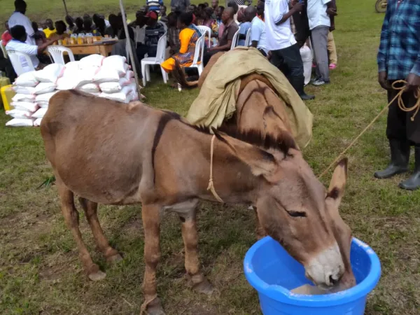 two donkeys eat from a blue plastic bucket of feed