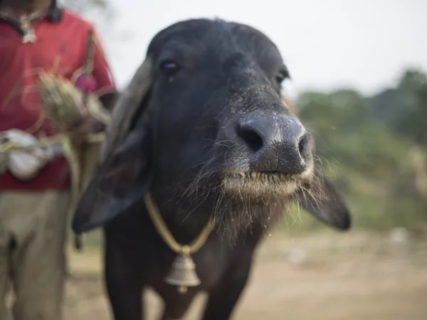 A black water buffalo faces the camera. In the background, but out of focus, their owner stands behind them.