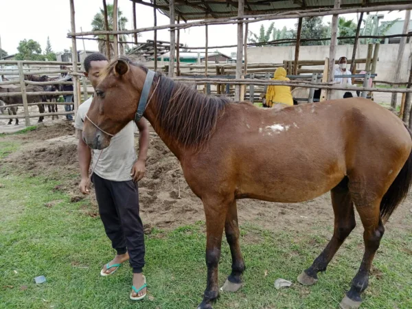 horse arriving at the mobile clinic