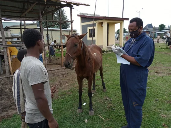 vet talks to the owners to get the horses history