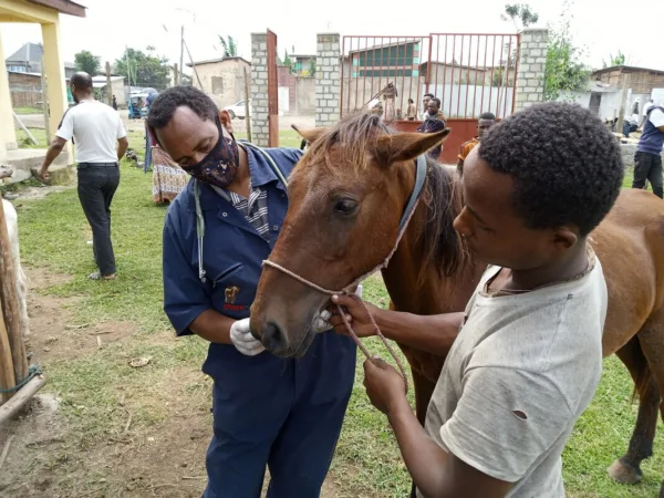 a vet treating a horse with anti parasite medication
