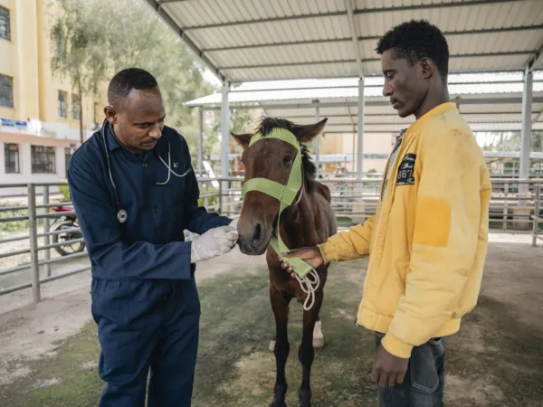Brown horse being examined by ver