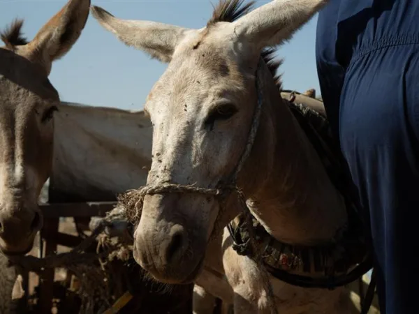Belima the donkey stands close to the camera, with a rope nose collar around his face. To his left another donkey stands looking at the camera, and to his right is the back of a vet wearing blue overalls.