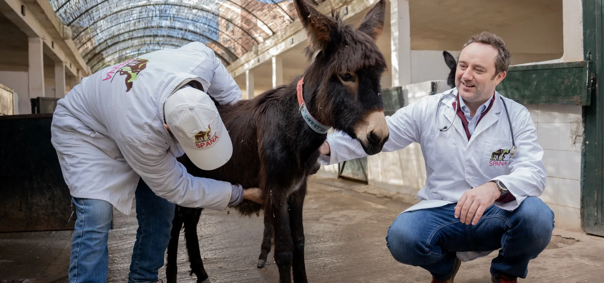 Danny Chambers kneels down to stroke a donkey foal while a SPANA vet gives the foal a check up
