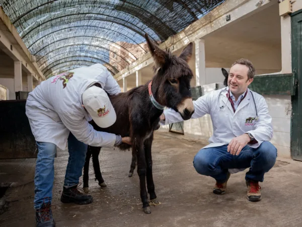 Danny Chambers kneels down to stroke a donkey foal while a SPANA vet gives the foal a check up