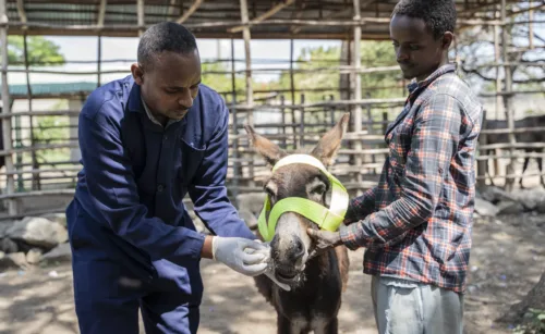 Donkey being treated for a respirtatory infection