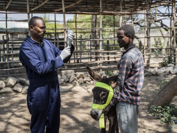 Donkey being treated for a respirtatory infection