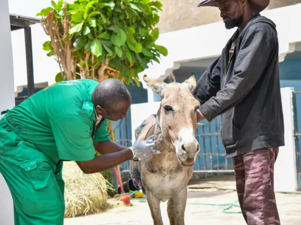 Donkey being treated for harness wounds in the Nouakchott centre.