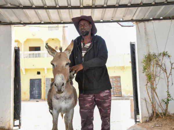 Donkey being treated for harness wounds and his owner at the SPANA Nouakchott centre.