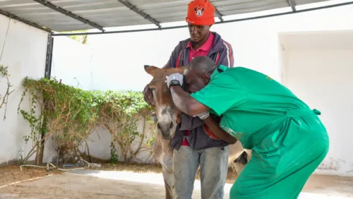 Fyaz the donkey being treated for an ulcer in his eye