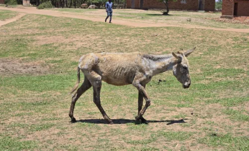 Very thin donkey with patches of hair missing