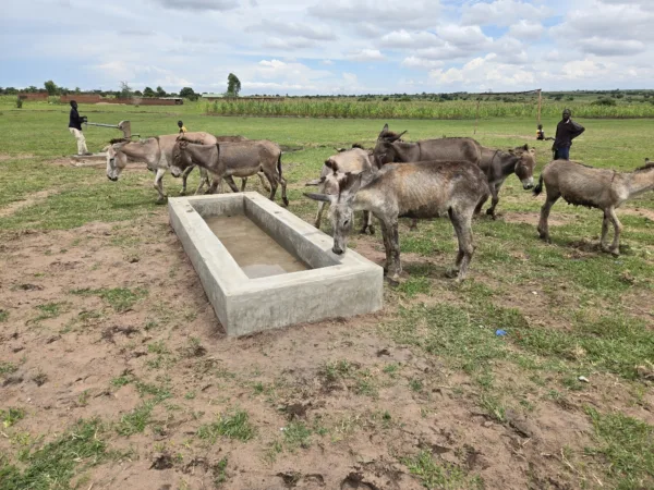 example of a water trough