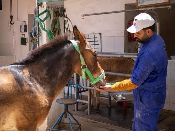 alsuhail being treated