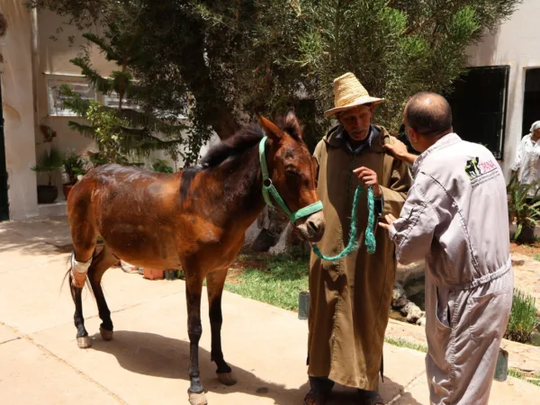 alsuhail being treated